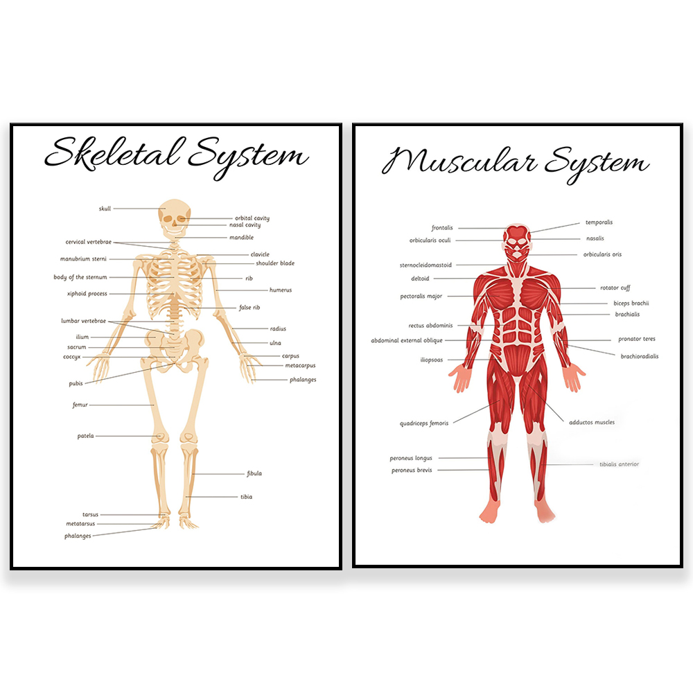 Kids Education Nursery - SKELETAL SYSTEM • Educational Homeschooling Learning